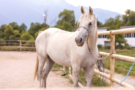 Beautiful white horse. Equestrian life on the farmの写真素材