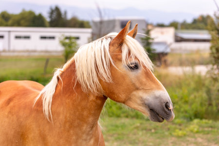Brown and white horse portrait on nature background close-upの写真素材