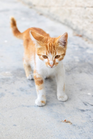 A small ginger and white stray kitten on the streetの写真素材