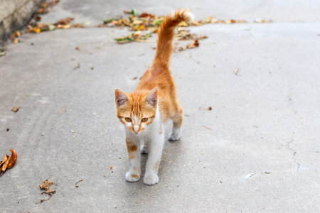 A small ginger and white stray kitten on the streetの写真素材