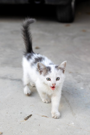 A small stray kitten, white with gray spots on the streetの写真素材