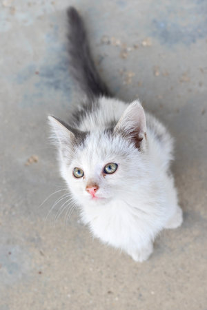 A small stray kitten, white with gray spots on the street sitting looking upの写真素材