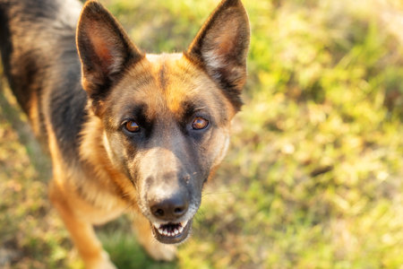 Adorable German shepherd looking at camera, close-up portrait