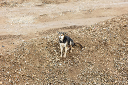 Husky like Mixed-breed dog sitting outdoors on the pile of stones