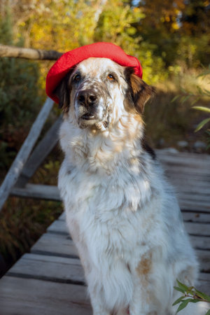 Big white and black mixed breed dog in bright red beret in autumn park, close-up portrait