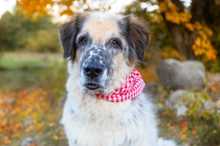 Big white and black mixed breed dog in bright red and white plaid scarf, autumn park, close-up...