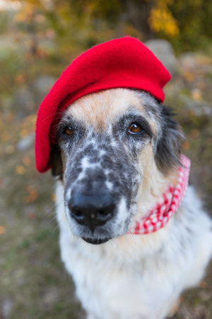 Big white and black mixed breed dog in bright beret, red and white plaid scarf in autumn park,...