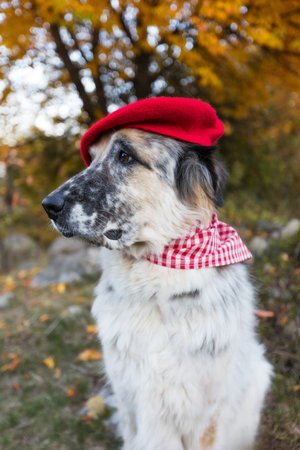 Big white and black mixed breed dog in bright beret, red and white plaid scarf in autumn park,...