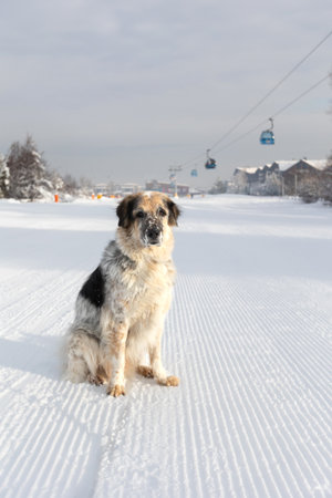 Big dog sitting, snow winter ski resort and lift cabinsの写真素材