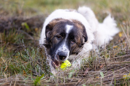 Bulgarian Shepherd or Karakachan Dog lying, playing with ball, close-upの写真素材