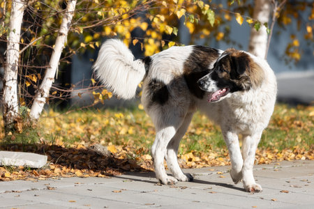 Bulgarian Shepherd or Karakachan Dog close-up, autumn treesの写真素材