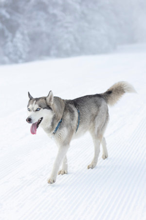 Funny dog Siberian Husky walking on a snow, winterの写真素材