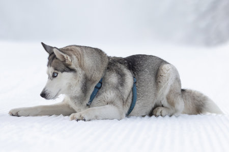Husky dog portrait, lying down in snow