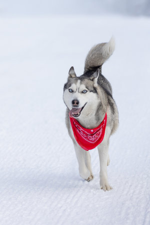 Funny dog Siberian Husky with red scarf running on a snowy groomed road in winter, copy spaceの写真素材