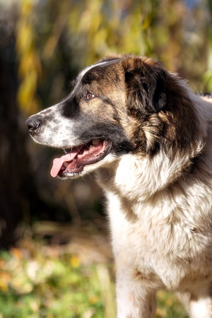 Bulgarian Shepherd, Karakachan Dog Portraitの写真素材