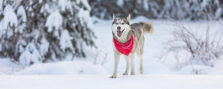 Husky dog with red scarf standing in snowの写真素材