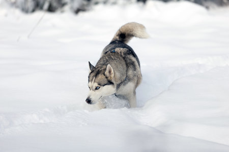 Husky dog walks in snow, sniffingの写真素材