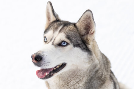 Husky dog head portrait close-upの写真素材
