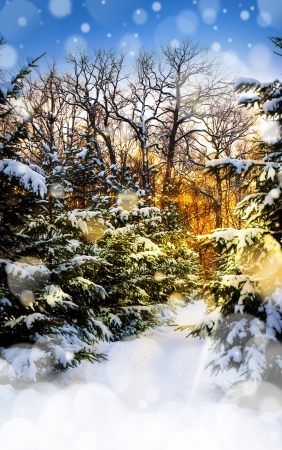 Winter sunset landscape with fur silhouettes opposite to majestic sky  Card, poster, illustration の写真素材