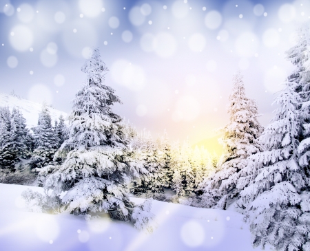 Beautiful winter mountains landscape at sunset with snowy fir forest and blue sky in rays of sunlight  Card, poster, copy space の写真素材