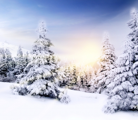 Beautiful winter mountains landscape at sunset with snowy fir forest and blue sky in rays of sunlight  Card, poster, copy space の写真素材