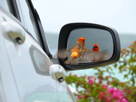 admiring  itself  or   thinking its  a friend .. this red   bird * foudia  madagascarensis  *   ...
