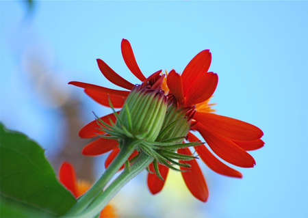 blooming..の写真素材