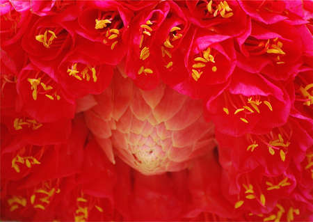  a  mysterious flower in pamplemousses botanical garden  mauritius  . name  to  be  added as soon as i indenty  it..の写真素材