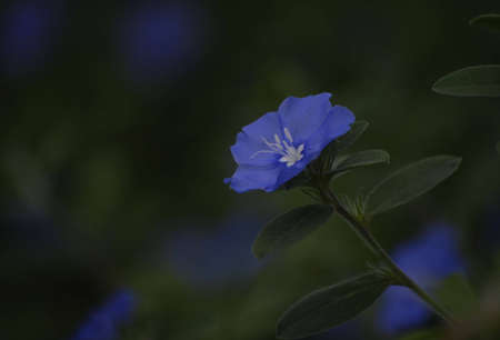 evolvulus  glomeratus   の写真素材