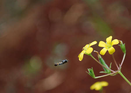approching   the flower on a  sunny morning  の写真素材