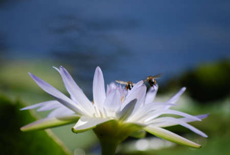 bees flying in a  waterlily  fieldの写真素材