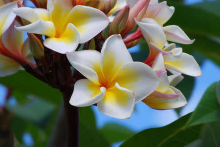 frangipani  flowersの写真素材