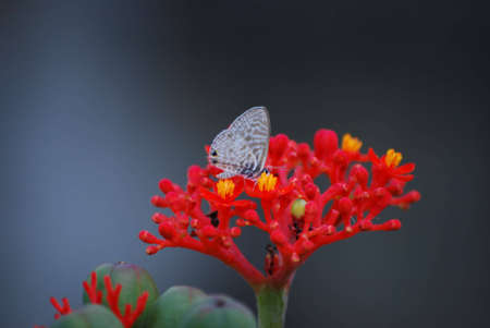 on jatropha flowersの写真素材