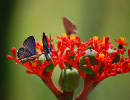 butterflies  on  jatropha flowerの写真素材