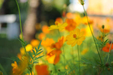 just feels  summer  in the  gardenの写真素材