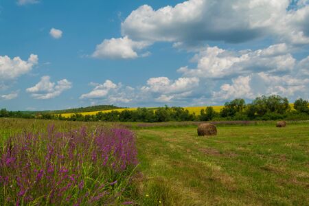Spring wild flowers on a yellow fieldの写真素材