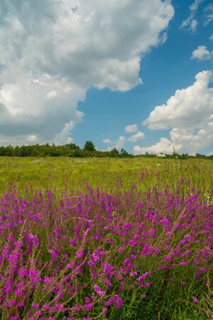 Beautiful summer landscape  purple wild flowers and bright blue sky with white clouds on a sunny day.の写真素材