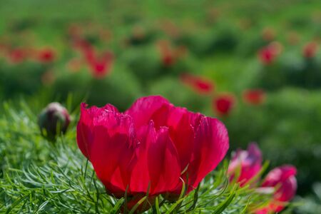 Close up on red peony tenuifolia flower and green leaves. Red peonies flower in Steppe Reserve at Zau de Campie, Mures county, Transylvania, Romania.の写真素材