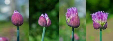 Three onion flower buds in different stages of developmentの写真素材