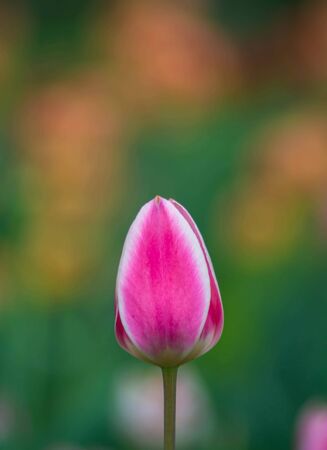 A Beautiful Pink Tulip Flower. A pink tulip closeup and a orange field of tulips in the background. Close-up Photography Floral Art Print.の写真素材