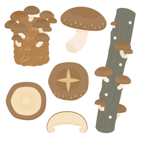 Shiitake mushroom illustration setのイラスト素材