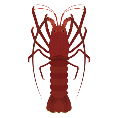 Illustration of Ise Shrimpのイラスト素材