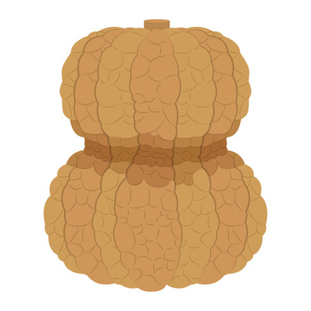 Illustration of Kyoto vegetable and Shikagaya pumpkinのイラスト素材