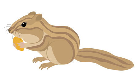 Chipmunk illustrationのイラスト素材