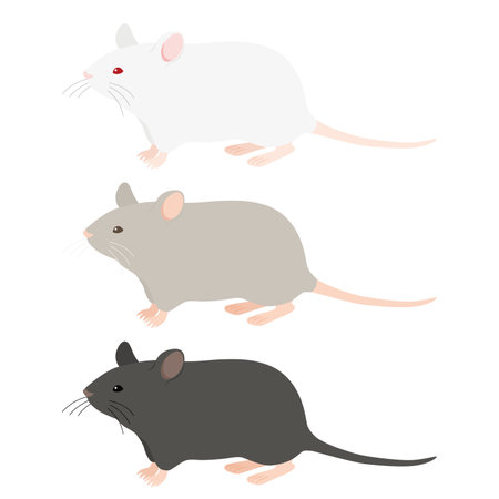 Fancy rat illustrationのイラスト素材