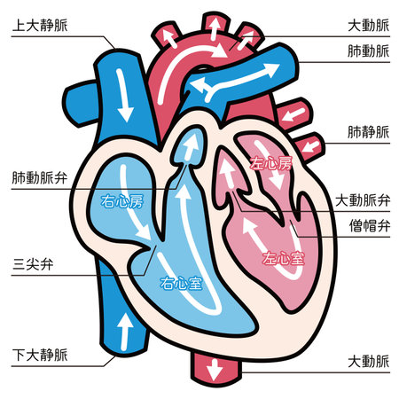 Illustration of a heart (main line, with explanation)のイラスト素材