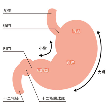Illustration of the stomachのイラスト素材