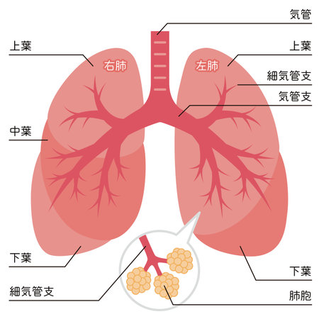Lung illustrationのイラスト素材