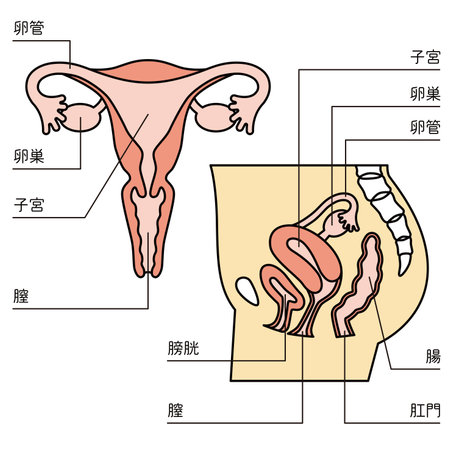 Illustration of the uterusのイラスト素材