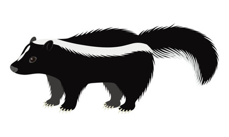 Skunk illustrationのイラスト素材
